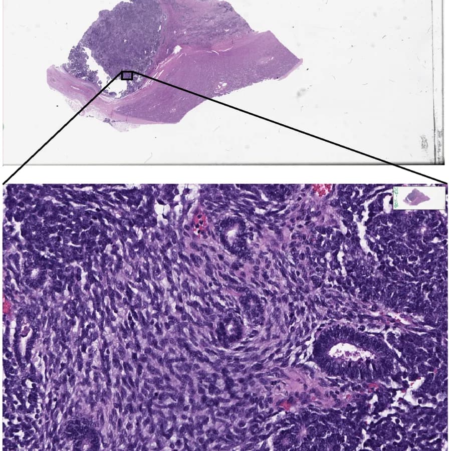 A whole-slide scan of kidney tissue.